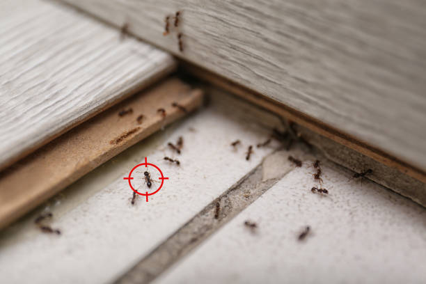 Best Termite Control Services  in Spartanburg, SC