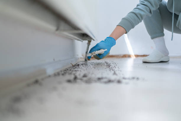 Flea Control Services in Spartanburg, SC